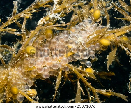 Fish Eggs on Seaweed
