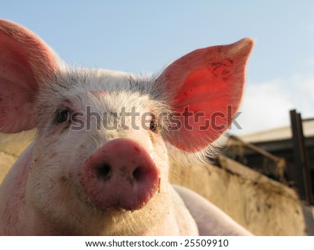 Happy pig on pig farm