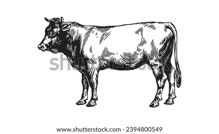 Black and white engraving of a cow. Vector illustration.