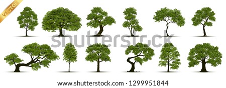 Collection  Realistic  Trees Isolated on White Background.
 商業照片 © 