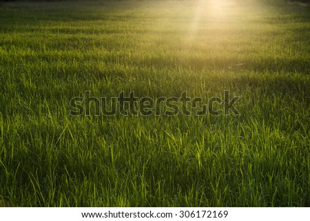 Sunrise paddy fields