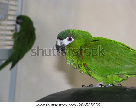 Two pet Hahn's macaw parrots -  Diopsittaca nobilis.
