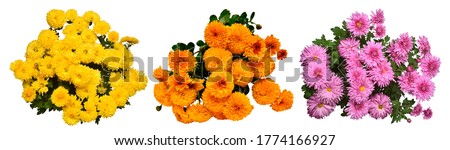 Similar – Foto Bild Orangefarbene Chrysanthemenblüten