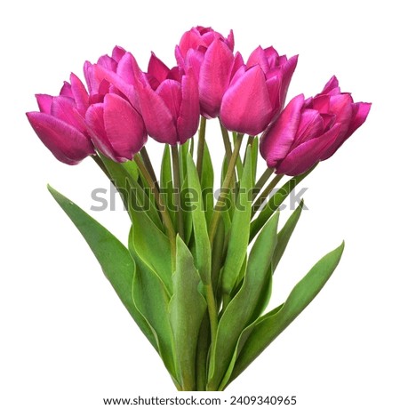 Similar – Foto Bild Tulpen lila-rosa Pflanze