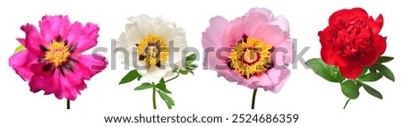 Similar – Image, Stock Photo Pink flowers growing on rocky mountains in sunny haze