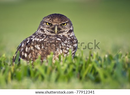 Angry Bird - Burrowing Owl