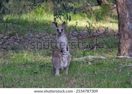 Image, Stock Photo Cute little kangaroo standing in countryside in sunlight