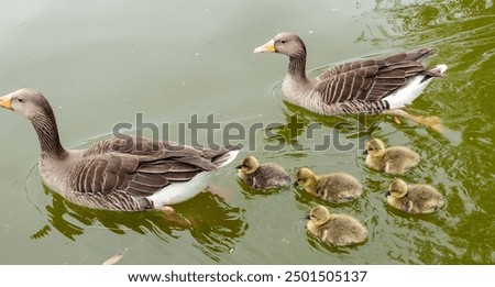 Similar – Foto Bild Zwei weiß gefiederter erwachsene Schwäne auf einem See (Cygnus olor), Paar