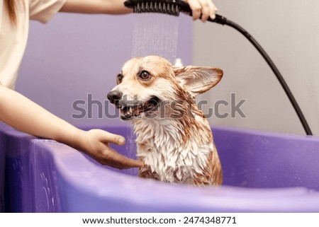 Similar – Image, Stock Photo Woman washing purebred puppy in bathroom