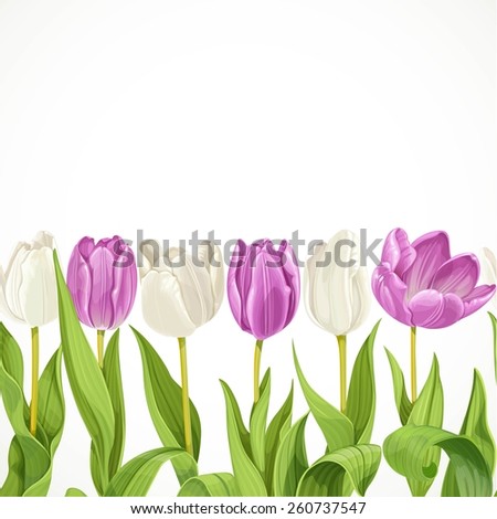 Vector white and purple flowers tulips seamless background