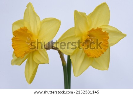 Narcissus 'Armada' is a large-cupped daffodil (Div. 2) with yellow crown and orange cup Foto stock © 