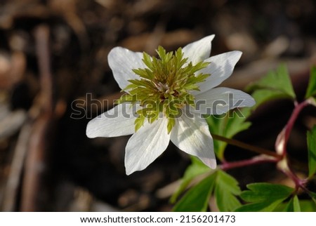 Anemone nemorosa 'Green Fingers' is a cultivar of Wind Anemones with white flowers Imagine de stoc © 