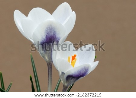 Crocus chrysanthus 'Prins Claus' is a spring flowering crocus with blue and white flowers Imagine de stoc © 
