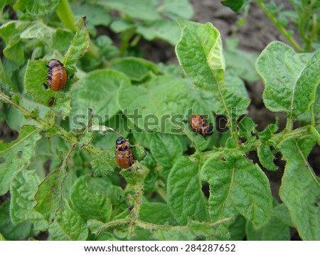 the larva of the Colorado potato beetle eating a green potato leaves