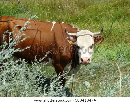cow grazing in a Sunny meadow,cloven-hoofed domesticated animal.