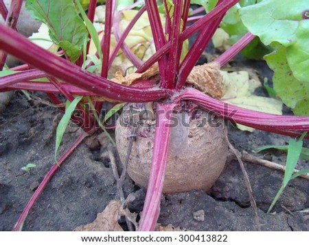 beta vulgaris,is a perennial herbaceous plant,sugar beet,