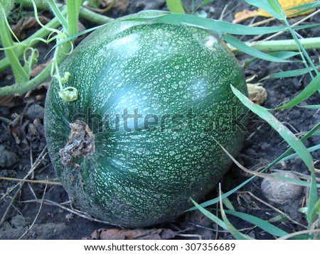 the ordinary pumpkin growing in the garden,a genus of herbaceous plants of the family Cucurbitaceae.