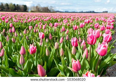 Beautiful pink tulip field. Beautiful spring flowers background, Netherlands (Holland)
