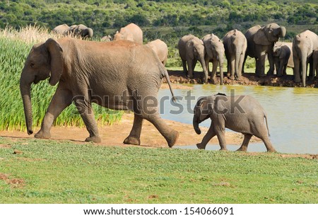 African animals, elephants drinking water, ADDO nature reserve, South Africa