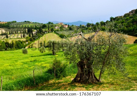 Beautiful Tuscany landscape and olive tree, Italy