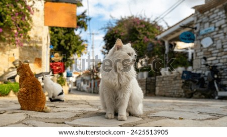 Similar – Foto Bild Straßenkatze in einem Dorf