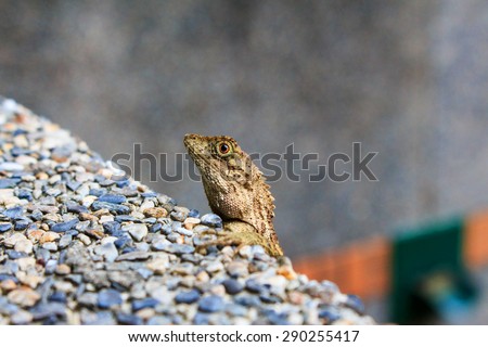 Lizard climbing on a small gravel wall with eyes open