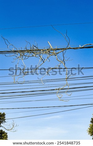 Similar – Image, Stock Photo Tree circuit Sky Branch