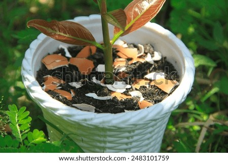 Similar – Image, Stock Photo Egg shells on a cream-coloured background. Kitchen concept.