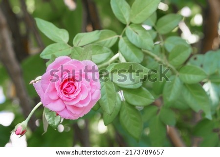 Bishop Castle Rose, a sweet pink rose. Bishop Castle cup-shaped flower has a distinctive aroma Can be planted as a creeper to make an arbor or a fence. 商業照片 © 