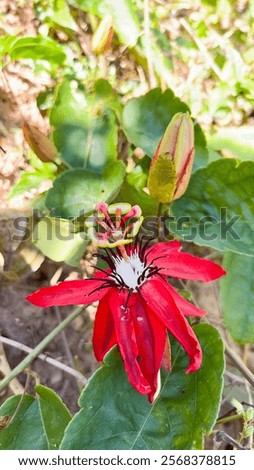 Similar – Image, Stock Photo passion flower Environment