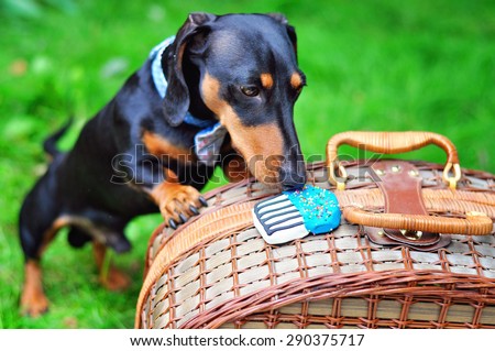 Black and tan miniature dachshund, dog wearing bow tie, having a treat, summer picnic on green grass outdoors, birthday party.