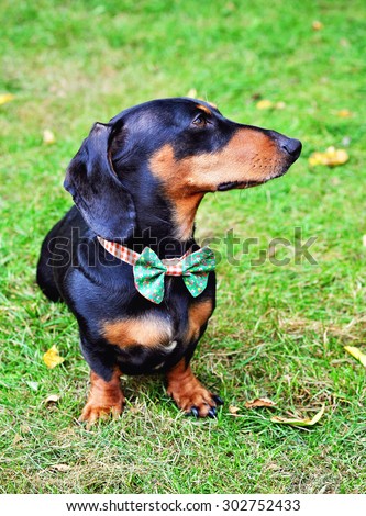 Black and tan miniature Dachshund, purebred dog wearing bow tie, outdoors, selective focus, toned image