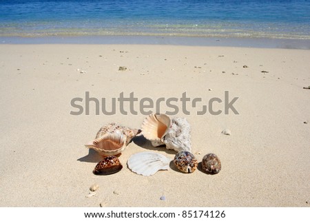 A collection of seashells on the beach with blue sea in the background.
