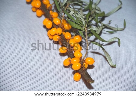 A sprig of sea buckthorn with ripe berries in the bright sun.