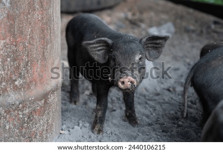 Similar – Foto Bild Ferkel schaut einem direkt an.