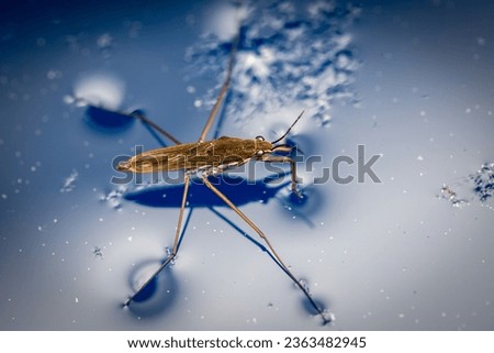 Similar – Foto Bild Wasserläufer auf Teich mit Himmelsspiegelung