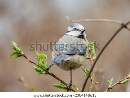 Similar – Image, Stock Photo Curious blue tit on a tree trunk