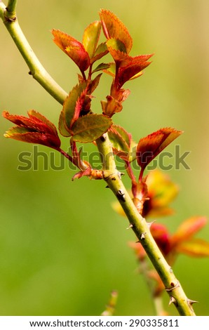 natural  rose twig in spring