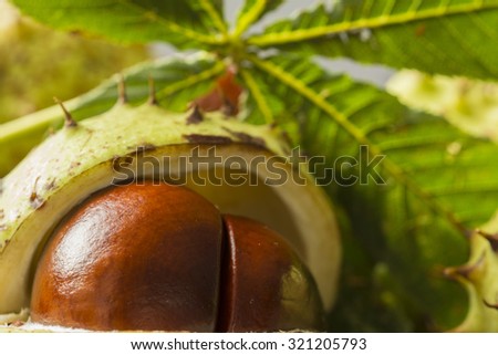 Close up shot of an open chestnut. two brown chestnut next to each other in prickly shell. In the background a chestnut leaf