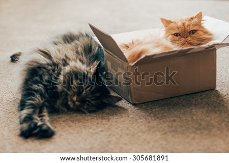 Cats in delivery box