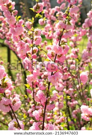 Similar – Image, Stock Photo odor Flower Garden Blossom