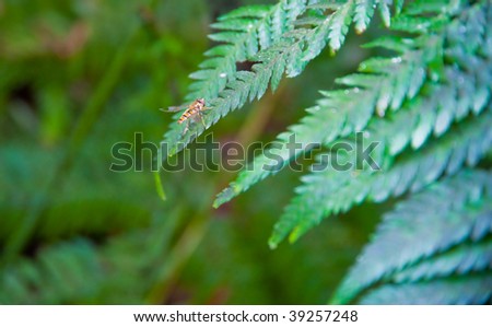 Insect on a fern frond