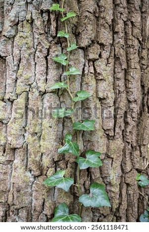 Similar – Image, Stock Photo Ivy growing up on a building