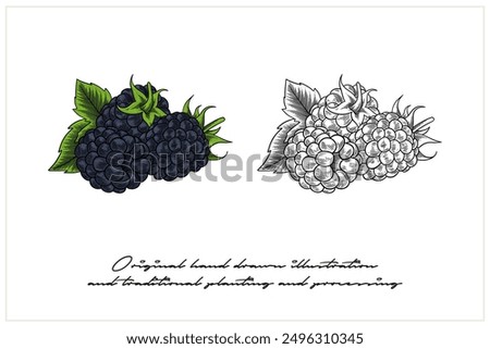 colored blackberry illustration in engraving style