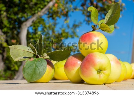 Garden fresh apples on a light wooden table from unplaned boards on the background of apple trees and sky