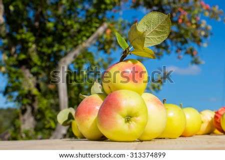 Garden fresh red and green apples on a light wooden table from unplaned boards on the background of appletrees and sky