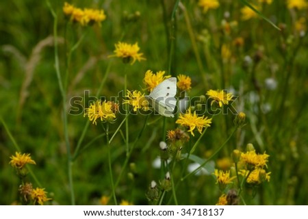 Small white butterfly on golden flower
