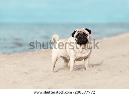 Pug, standing on the shore, beach, beach, dog, small dog, nature, sea, sky, sand, standing, beige, blue