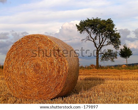 one  big straw roll after crop of the grain field with blue cloudy sky an plum tree on left side