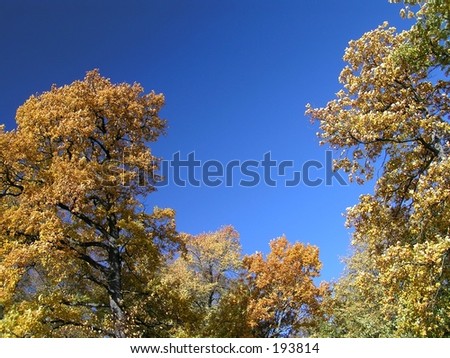 autumn oak trees with blue sky